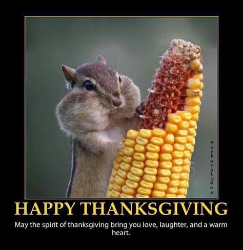 Squirrel Thanksgiving! Happy Thanksgiving Canada, Animal Eating, A Squirrel, Chinchillas, Thanksgiving Quotes, Cane Corso, Sphynx, Sweet Animals, Animals Images