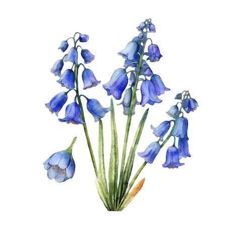 Bluebell Flowers, Blue Bell Flowers, Forest Illustration, Flower Sketches, Cottage Art, Watercolor Flower Art, Flowers Watercolor, Watercolor Flowers Paintings, Watercolor Paint