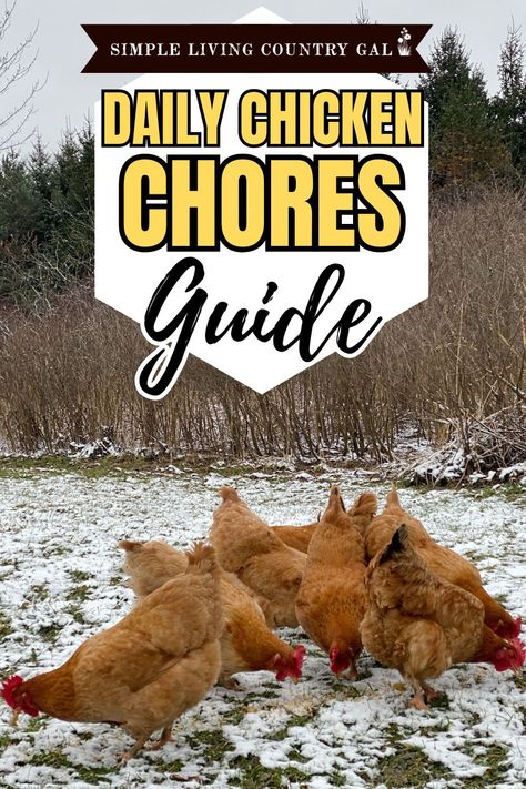 Ensure your flock stays healthy and productive with a daily chicken chore. Regular chores like feeding, watering, health checks, and coop cleaning make raising chickens easy and fun. Great for beginners and homesteaders alike! Chicken Checklist, Dual Purpose Chickens, Chicken Coop Cleaning, Keeping Chickens Cool, Chicks For Beginners, Chicken Coops Ideas, Chicken Coop Shed, Raising Baby Chicks, Chicken Roost