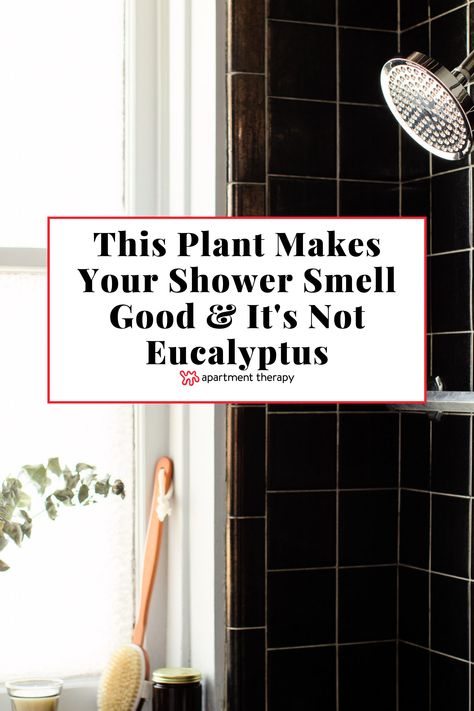 Greenery For Bathroom, Plants In Shower Window, Shower Window Plants, Hanging Eucalyptus Bathroom, Plants In Shower Hanging, Eucalyptus In Shower Bathroom, Plants In Shower Ideas, Plants In Shower, Shower Windows Ideas