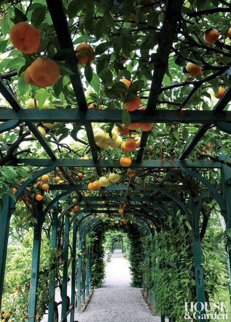 Villa Carlotta, Citrus Garden, Garden Vines, Meteor Garden 2018, Italian Garden, Traditional Garden, Traditional Landscape, Orange Tree, Fruit Garden