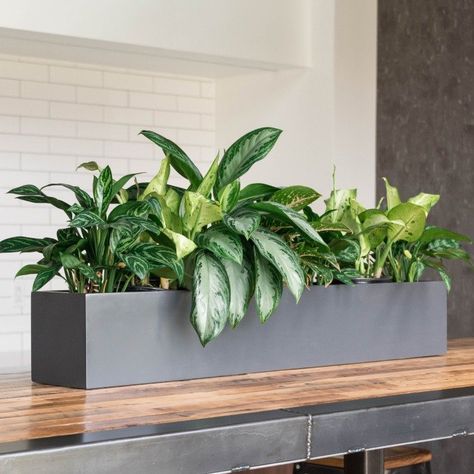 Indoor Planter Box, Long Planter, Indoor Plants Styling, Plant Containers, Small Indoor Plants, Fiberglass Planters, Rectangular Planters, Plant Box, Indoor Flowers