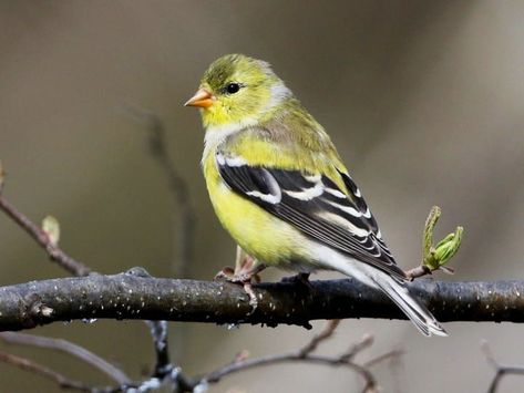 Pine Siskin, Gold Finch, American Goldfinch, Siskin, Finches Bird, Dark Wings, Bird Gif, State Birds, Winter Bird