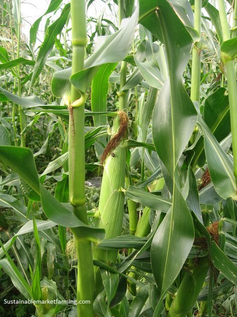 Plant Leaves Turning Yellow, Field Corn, Growing Corn, Corn Stalks, Succession Planting, Corn Plant, Short Plants, Garden Food, Gardening Flowers