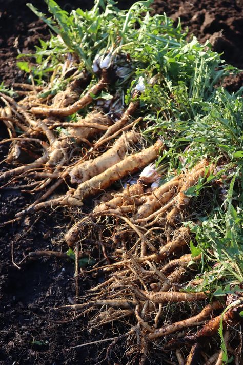 12+ Dandelion Root Recipes Dandelion Root Recipes, Root Recipes, Herb Ideas, Dandelion Coffee, Homemade Maple Syrup, Dandelion And Burdock, Roasted Dandelion Root, Dandelion Benefits, First Flowers Of Spring