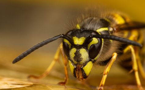 Yellow Jacket Wasp, Yellow Jackets, Yellow Jacket, Arachnids, Wasp, Online Art Gallery, User Profile, Mammals, Online Art