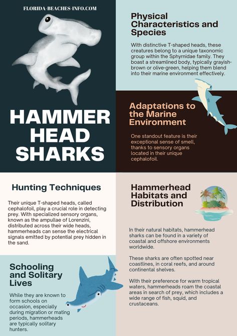 Embark on an exhilarating journey into the mysterious realm of hammerhead sharks with our captivating blog. Delve deep into the unique adaptations, intriguing behaviors, and awe-inspiring habitats of these iconic marine predators. From their unmistakable T-shaped heads to their remarkable hunting strategies, we unravel the secrets behind the enigmatic allure of hammerheads. Join us as we explore their global distribution. Hammerhead Shark Facts, Fun Facts About Sharks, Beach Website, Silly Sharks, Oceanography Marine Biology, Shark Stuff, Hammerhead Sharks, Shark Facts, Marine Debris