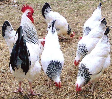 Araucana Chickens, Wall Peper, Sussex Chicken, Fancy Chickens, Colored Eggs, Chicken Bird, Beautiful Chickens, Buy A Car, Chicken Chick