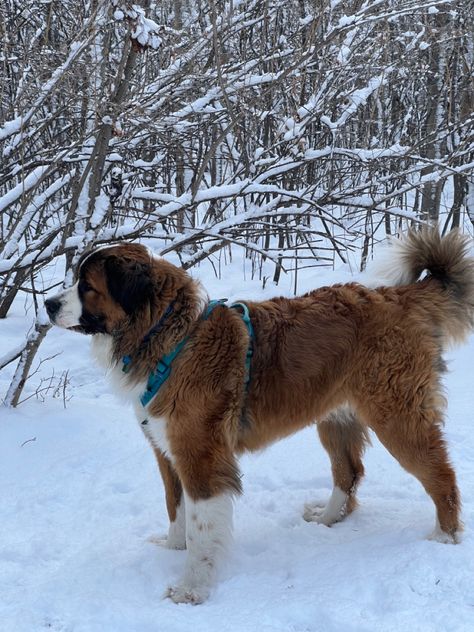 Half St. Bernard, Bernese Mountain dog puppy playing in the snow looking in the distance St Bernard Australian Shepherd, St Bernard Aesthetic, St Bernese, Saint Bernard Puppy, Dogs In Snow, Bernese Puppy, Puppy Playing, St Bernard Dog, Snow Dog