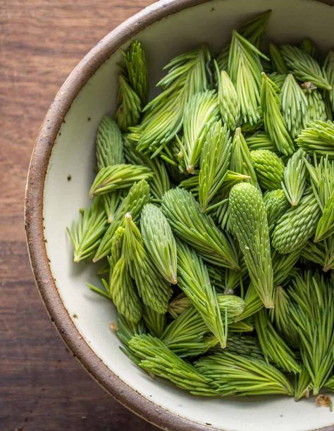 Spruce Tips, Edible Flowers Recipes, Edible Wild Plants, Foraged Food, Harvest Recipes, Canadian Food, Berries Recipes, Different Cakes, Growing Tips