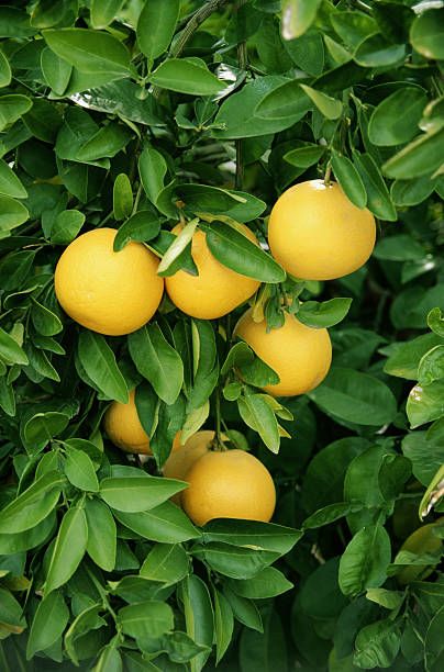 World's Best Grapefruit Tree Stock Pictures, Photos, and Images - Getty Images Cranberry Tree, Grapefruit Plant, Broiled Grapefruit, Grapefruit Tree, Lemon Branch, Citrus Grove, Tattoo Plant, Apricot Tree, Avocado Tree