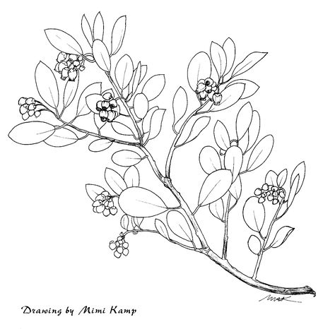 manzanita flower and leaf drawing Manzanita Tree Tattoo, Manzanita Tattoo, Flowers Species, Drawing With Flowers, Henna Elephant, Geometric Wolf Tattoo, Tree Tattoo Arm, Simple Flower Drawing, Manzanita Tree