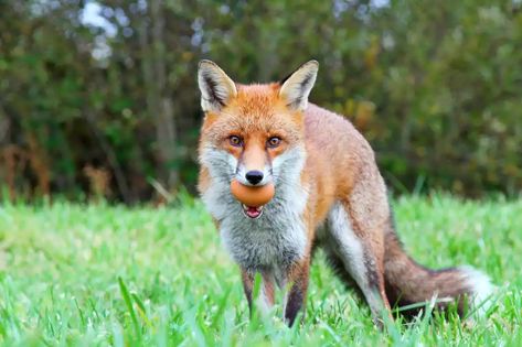 Red fox (Vulpes vulpes) with a chicken egg in its mouth Fox And Chicken, Pheasant Eggs, Crow Sitting, Brown Rat, Vulpes Vulpes, Canine Tooth, Fox Images, Jackdaw, Hatching Eggs