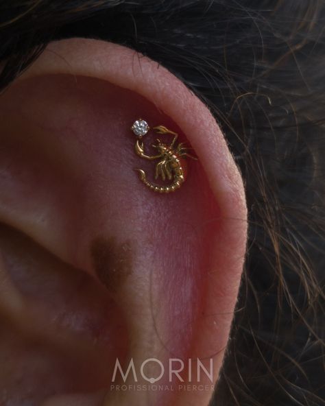 This is a inspiration for your new piercing, if u is a scorpion sign this can be a great idea for your new jewelry Scorpion Piercing, Piercings Idea, Jewellery Lookbook, Scorpion Sign, Scorpion Jewelry, Scorpion Earrings, Piercing Inspiration, Teeth Jewelry, Preppy Jewelry