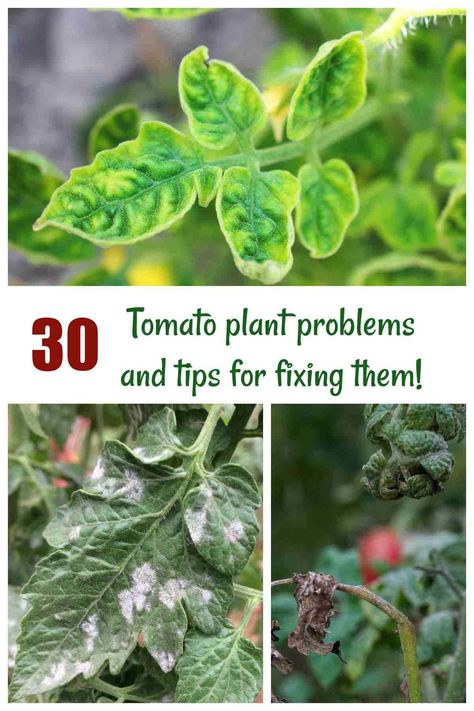 Tomato plants are one of the most popular vegetable plants grown at home. But what about when something goes wrong? Head to The Gardening Cook for my list of 30 common problems and tips for fixing them. Tomato Leaf Problems, Tomato Problems Leaves, Too Many Tomatoes, Tomatoes Plants Problems, Tomato Plant Diseases, Tomato Disease, Tomato Problems, Veggie Gardens, Garden Problems