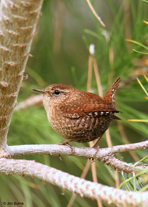 House wren Winter Wren, The Divine Feminine, Singing Voice, Kinds Of Birds, Backyard Birds, All Birds, Bird Pictures, Pretty Birds, Bird Photo