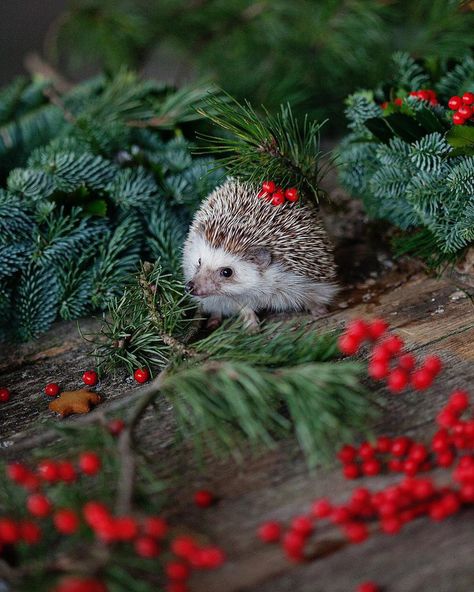 Hedgehog Christmas, Hedgehog Pet, Baby Hedgehog, Wild Animals Pictures, Cute Hedgehog, Sweet Animals, Christmas Animals, Christmas Cats