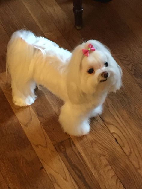 Malshipoo Haircuts, Maltese Female Haircut, Maltese Mix Haircut, Male Maltese Haircut, Puppies That Dont Shed, Male Maltese Haircut Hairstyles, Maltese Dogs Grooming, Maltese Puppy Cut, Maltese Dogs Haircuts