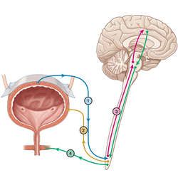 Micturition center | definition of micturition center by Medical dictionary Medical Dictionary, Medical Terms, Positive Life, Baby Mobile, Medical