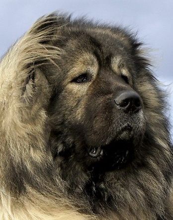 Caucasian Shepherd Aesthetic, Caucasian Dog, Russian Bear Dog, Russian Dogs, Caucasian Shepherd Dog, Caucasian Shepherd, Giant Dog Breeds, Rare Dogs, Livestock Guardian Dog