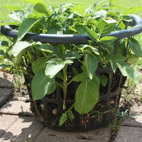 Grow Vanilla Beans, Grow Potatoes In Container, Container Potatoes, Potato Planters, Grow Potatoes, Growing Organic Tomatoes, Growing Sweet Potatoes, Balcony Gardening, Planting Potatoes