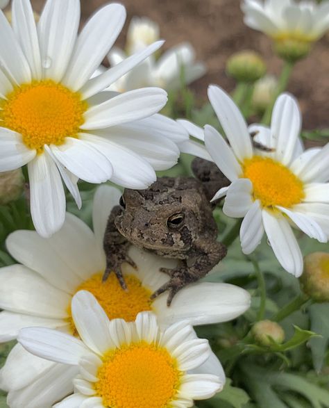 Aesthetic Frogs, Frogs And Flowers, Frog Mushroom, Patio Design Ideas, Garden Friends, Bees And Butterflies, Frog Pictures, Garden Growing, Grow Vegetables