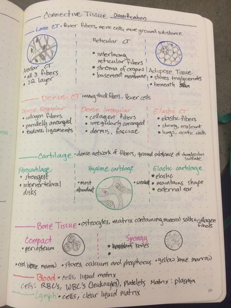 Animal Tissue Mind Map, Cells And Tissues Anatomy Notes, Tissues Notes, Anatomy Tissue Notes, Tissues Anatomy Notes, Tissue Anatomy Notes, Connective Tissue Notes, Epithelial Tissue Anatomy Notes, Tissues Anatomy