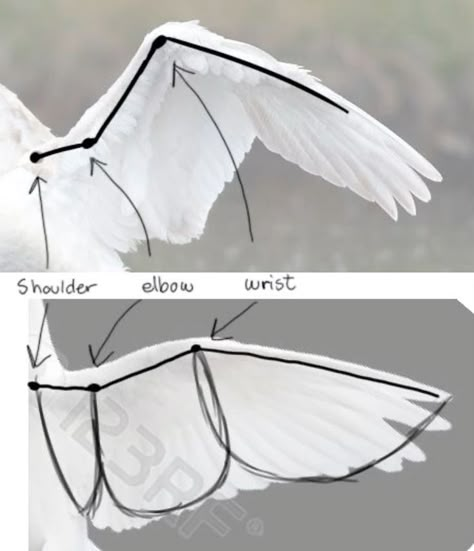 #wings#cats#birds Winged People Reference, Parrot Wings Reference, Angle Wing Reference, Wings How To Draw, Wing Placement Reference, How To Sculpt Wings, Wings Anatomy Drawing, Wings Refrence Art, How To Draw Wings Simple