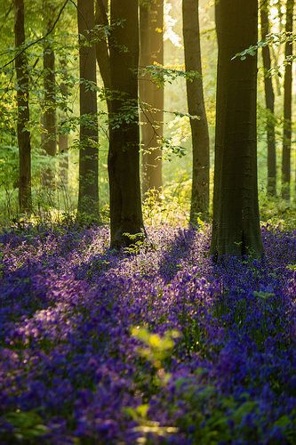 West Woods Bluebells 3 | Flickr - Photo Sharing! Rainforest Backyard, Pretty Forest, Bluebell Woods, Wiltshire England, Woodland Flowers, Woods Forest, Enchanted Wood, Forest Bathing, Woodland Garden