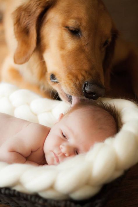 Newborn Pics, Foto Baby, Love My Dog, Baby Pics, Newborn Pictures, Golden Retrievers, Newborn Photo, Baby Photo, 귀여운 동물