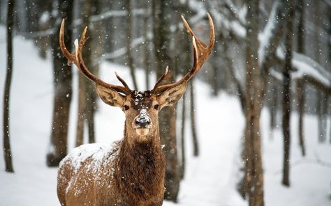 Deer Snow Winter Forest Hirsch Tattoo Frau, Male Deer, Deer Wallpaper, Snow Animals, Deer Pictures, Snow Forest, Winter Animals, Forest Wallpaper, Winter Wallpaper