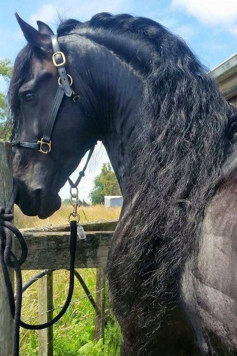 Frisian horse Quinceanera Green, Horse Hairstyles, Frisian Horse, Beautiful Horses Wild, Kathiyawadi Horse, Fav Animal, Homesteading Animals, Friesian Stallion, Friesian Horses