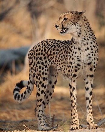 Cheetah Pictures, Cheetah Photos, Body Profile, Baby Tigers, The Cheetah, Cat Reference, Cat Pose, Majestic Animals, Cheetahs