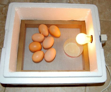 The $3, 30-Minute Egg Incubator: We live on a small hobby farm in the American midwest and have been raising chickens for 3 years. This year I decided to try hatching our own chicks. Initially, I researched name-brand incubators but found them to be too expensive (upwards of $200... Homemade Incubator, Diy Incubator, Hatching Chickens, Chicken Incubator, Edible Slime, Portable Chicken Coop, Diy Edible, Egg Incubator, Raising Backyard Chickens