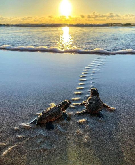 Turtle Lovers 🐢 | Such an amazing picture Oceanography Marine Biology, Baby Sea Turtles, Coastal Painting, Beautiful Sea Creatures, Ocean Pictures, Beach Images, Turtle Beach, A Turtle, Photo Of The Day