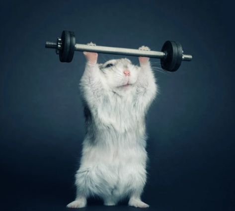 FUNNY - STRONG HAMSTER Crazy Hamster, Rat Funny, Gym Meme, Gym Rats, Funny Rats, Anime Rapper, Cute Rats, Troll Face, Dont Touch My Phone Wallpapers