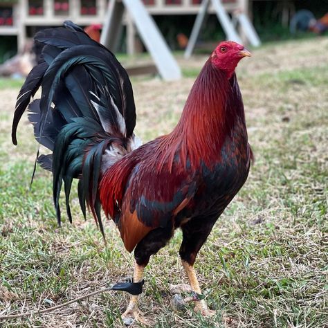 Rooster Breeds, Gamebirds, Bass Fishing Shirts, Game Fowl, Eagle Pictures, Game Birds, Backyard Games, Chicken Breeds, Pet Chickens