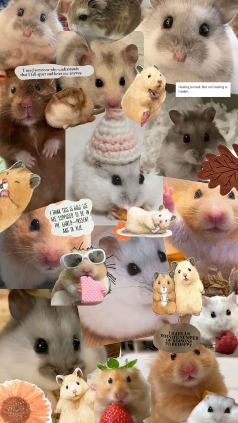 #hamstervibes #wallpaper #quotes #funny #animalsinsunglasses HAMSTERSSSS Hamster Wallpaper, Hamsters, Quotes Funny, Wallpaper Quotes, Phone Wallpaper, Funny, Quotes, Animals