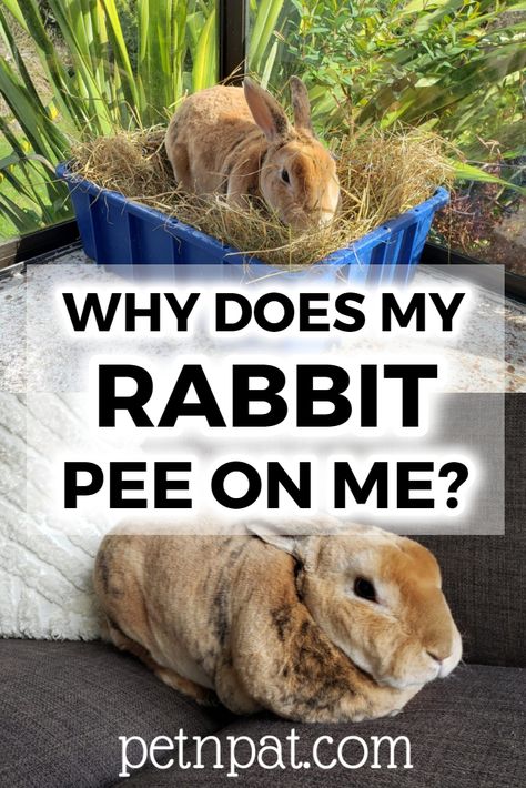 Bunny Pets, Flemish Giant Rabbit, Giant Rabbit, Rabbit Breeds, Pet Essentials, Bunny Care, Funny Rabbit, Rabbit Hutch, Rabbit Care