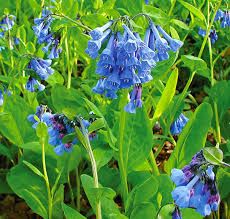 Nikko Blue Hydrangea, Virginia Bluebells, Plant Care Instructions, Native Plant Gardening, Blue Plants, Big Plants, Seed Company, Woodland Garden, Flowers Garden