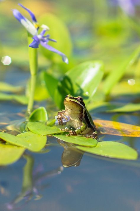 Amazing Frog, Frog Pictures, Pond Life, Nature Tour, Frog Prince, Funny Frogs, Lily Pond, A Frog, Animal Projects