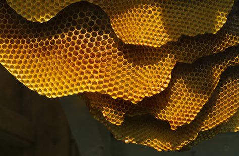 Bee House, Fluid Dynamics, Cell Wall, Bee Inspired, Bee Art, Ways Of Seeing, Bee Keeping, Color Textures, Bee Hive