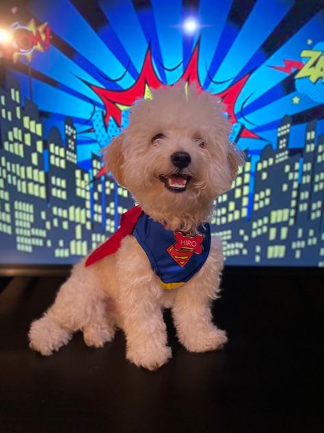 halloween, puppy halloween, dog costumes, superhero dog, cute puppy, cute dog, poodle, bichon frise, cute animals Dog Superhero Costume, Superhero Dog, Halloween Puppy, Dog Poodle, Puppy Cute, Halloween Dog, Dog Costumes, Dog Cute, Super Hero Costumes