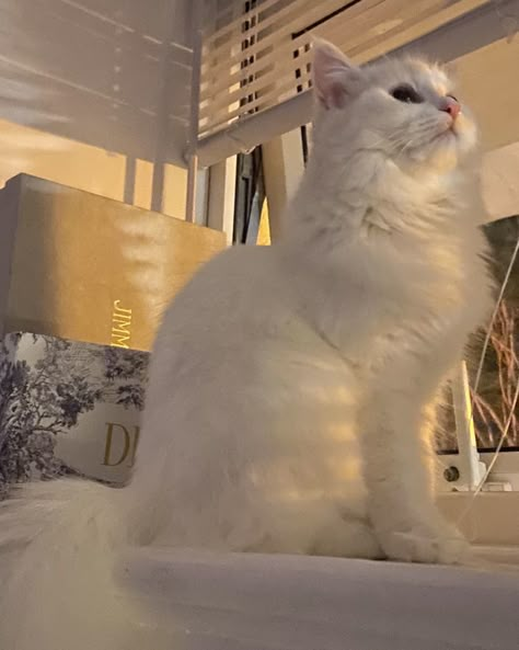 Turkish Cats Angora, Angora Aesthetic, Turkish Angora Cat Aesthetic, Turkish Angora Kitten, Cat Aesthetic Wallpaper, Angora Cat, Cats And Soup, Cat Persian, Turkish Angora Cat