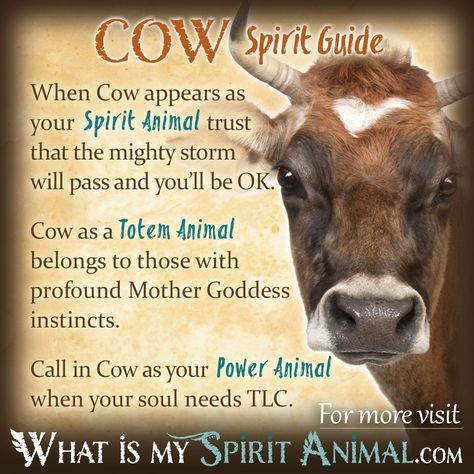 Cow Spirit, Totem, & Power Animal Symbolism Meaning 1200x1200 What Is My Spirit Animal, Animal Totem Spirit Guides, Cow Eyes, Native American Animals, Symbolism Meaning, Spirit Animal Meaning, Animal Meanings, Spirit Animal Totem, Animal Spirit Guide