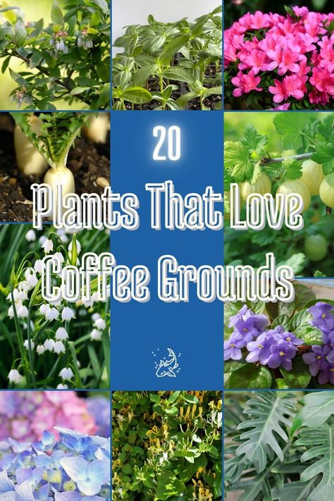 Don't toss those coffee grounds! They’re a secret weapon for your garden, perfect for nourishing acid-loving plants and enhancing your soil naturally. Your garden will thank you for the caffeine kick! #GardenMagic #CoffeeGrounds #SustainableLiving #PlantBoost #OrganicGardening Coffee Grounds For Plants, Highbush Blueberry, Sensitive Plant, Acid Loving Plants, Compost Tea, List Of Flowers, Uses For Coffee Grounds, Best Plants, Wild Blueberries