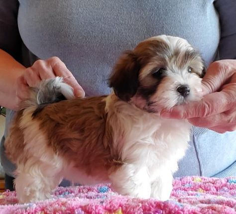 Puppies – Highmoon Havanese Havanese Dogs Full Grown, Dogs Full Grown, Havanese Puppies For Sale, Havanese Puppies, Havanese Dogs, Puppies For Sale, Puppies, Dogs, Animals