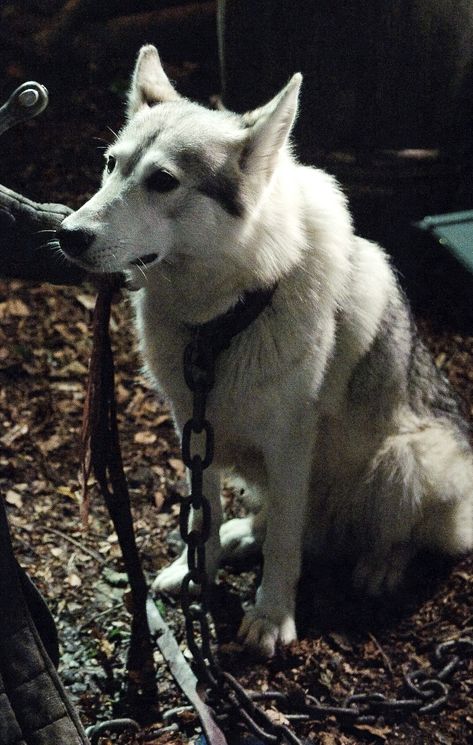 Lady was one of six direwolf pups found by the children of House Stark. Lady was adopted and raised by Sansa Stark. Lady was adopted as a pup with the rest of the Stark direwolves when Eddard Stark and his entourage came upon the pups and their deceased mother. At the request of Jon Snow, the pups were spared and each Stark child adopted one as their own. Sansa names her direwolf Lady. Game Of Thrones Guide, Game Of Thrones Direwolves, Game Of Thrones Wolves, Stark Children, Stark Direwolf, Northern Inuit Dog, Lady Games, Eddard Stark, Wolf Hybrid