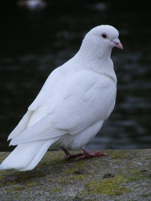 Ella Dove Symbolism, Dove Images, White Pigeon, Dove Pigeon, Dove Pictures, Turtle Dove, Dove Bird, Animal Symbolism, Ayat Alkitab