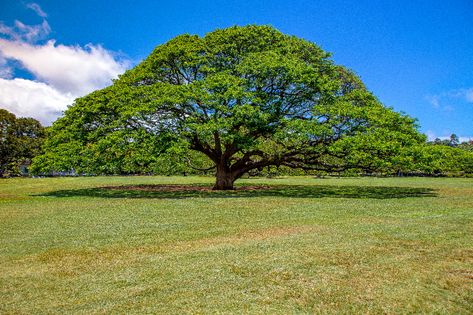 Iconic Trees of Hawaii | Only In Hawaii The Hitachi Tree in Honolulu This majestic century-old monkeypod tree is the centerpiece of Moanalua Gardens Park in Honolulu. More popularly known as the Hitachi Tree, after Japanese electronics manufacturer, Hitachi Ltd. used it as its corporate symbol in 1973, the tree is believed to be more than 130 years old. The company is said to be paying the park a handsome annual fee for promotional rights. Moanalua Gardens, Japanese Electronics, Umbrella Tree, Garden Park, Tropical Climate, Unique Plants, Garden Of Eden, Small Trees, Ecosystem